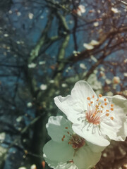 Pink and white bloom blossom flower on the tree, cherry, magnolia, sky. from above view