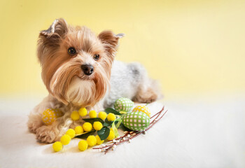 Happy small dog (Yorkshire terrier) with cute expression, celebrating Easter with colorful Easter...