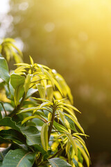 Young mango leaves on the mango tree and morning sunlight