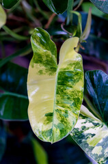 Close-up view of Philodendron burle marx variegeted leaf texture with Popular with spotted tree collectors