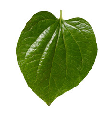 Green herb betel leaf or Chaplu leaves. Herb in Thailand.