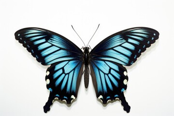 front butterfly insect concept