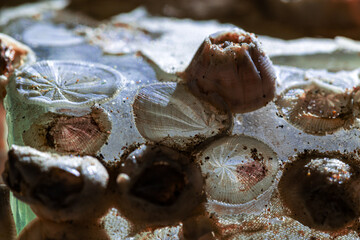 Macro shot of shells and mollusks on a glass bottle