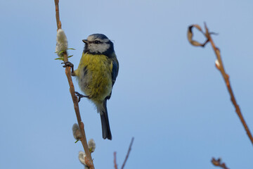 mésange bleue - cyanistes caeruleus,