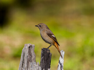 木にとまるジョウビタキのメス