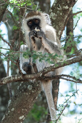 Vervet monkey (Chlorocebus pygerythrus) in Tarangire National Park, Tanzania.