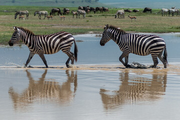 Fototapeta na wymiar Grévy's zebras (Equus grevyi) in Ngorongoro conservation area (crater), Tanzania