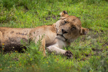 African lion (panthera leo) in Ngorongoro conservation area (crater), Tanzania