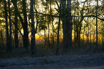 Obraz premium morning in the woods