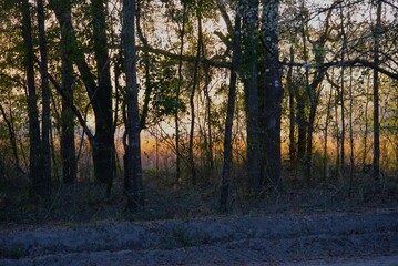 Obraz premium Sunrise though the Trees