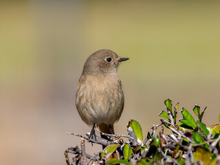 木にとまるジョウビタキのメス