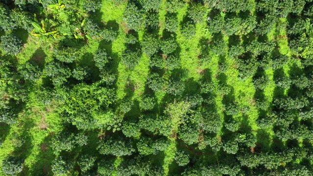 Aerial coffee plantation top view of Coffee tree on sunny day in farm agriculture area chiang mai pha daeng Thailand, แoffee garden. agricultural concept, 4k Video