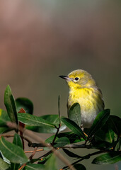 Pine warbler perched amongst leaves with blurred background