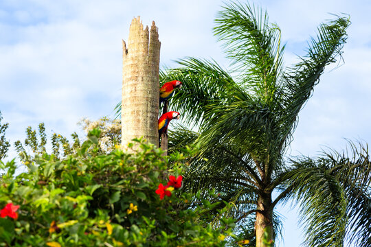 Selective focus view of couple of scarlet macaws perched near their nest in a red hollow tree trunk, with palm trees and flowers in foreground and background, La Fortuna, Costa Rica