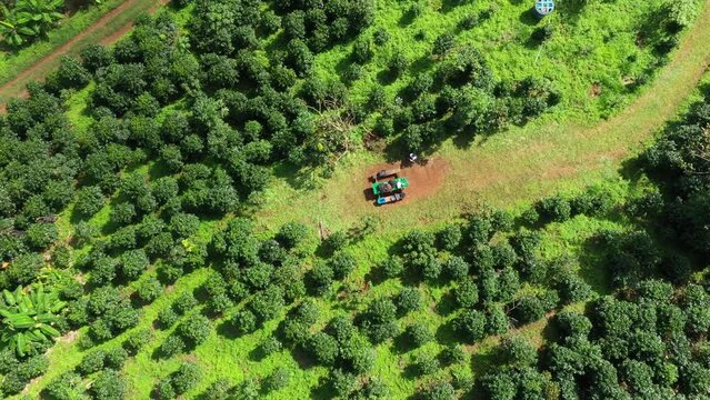 Aerial coffee plantation top view of Coffee tree on sunny day in farm agriculture area chiang mai pha daeng Thailand, แoffee garden. agricultural concept, 4k Video