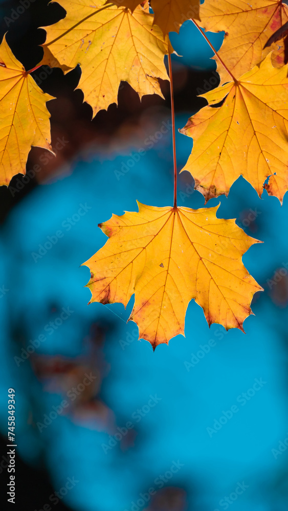 Wall mural Yellow autumn leaves and black trunks against a blue sky.