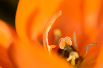 close up of a flower