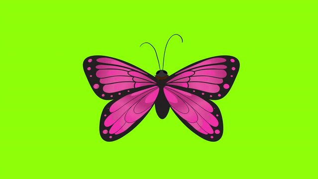 A pink butterfly with black wings icon concept loop animation video with alpha channel