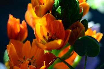 yellow and red tulip