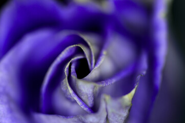 macro of a flower