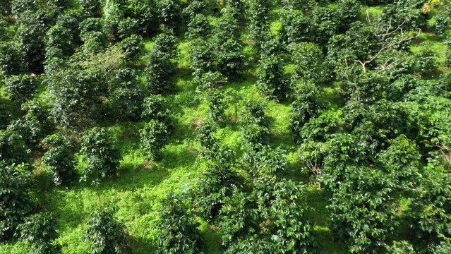 Aerial coffee plantation top view of Coffee tree on sunny day in farm agriculture area chiang mai pha daeng Thailand, แoffee garden. agricultural concept, 4k Video