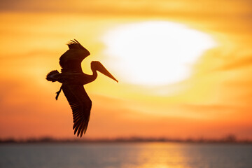 Pelican silhouetted against a brilliant orange sunset sky over the water