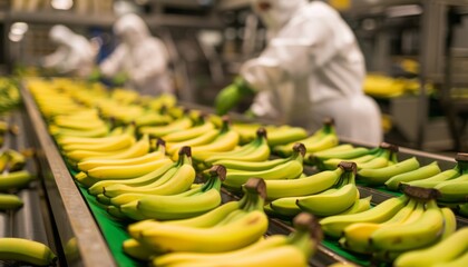 People in the factory selecting good bananas generated AI