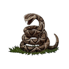 snake of car viper dodge logo - obrazy, fototapety, plakaty