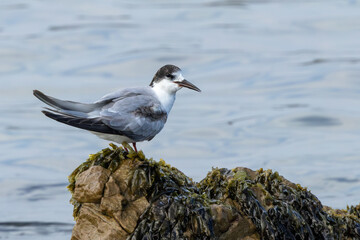 Common Tern (Gewone Sterretjie) (Sterna hirundo) at Stony Point Nature Reserve in Betty’s Bay, Western Cape, South Africa