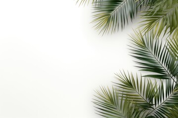 Tropical palm leaves on a white background. Summer concept. Flat lay, top view, copy space. mockup