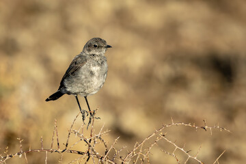 Karoo chat (Karoospekvreter) (Cercomela schlegelii) in the Karoo National Park near Beaufort West, Karoo, Western Cape, South Africa