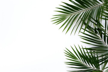 Fototapeta na wymiar Tropical palm leaves on a white background. Summer concept. Flat lay, top view, copy space. mockup