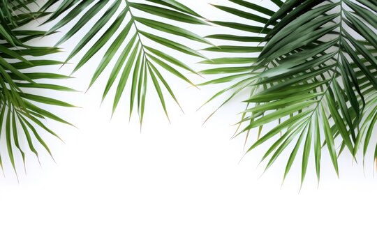 Tropical palm leaves on a white background. Summer concept. Flat lay, top view, copy space. mockup