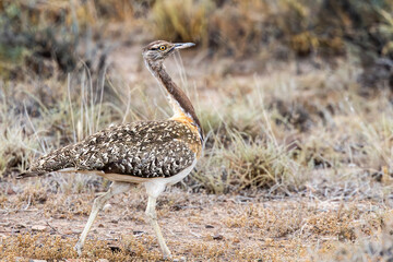 Ludwig’s Bustard (Neotis ludwigii) in the Karoo National Park, Western Cape, South Africa