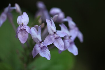 Pseuderanthemum laxiflorum star-shaped purple beautiful flower blurry background 