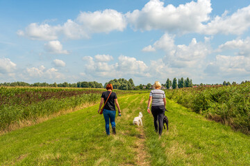 Fototapeta na wymiar Two unidentified women walk their dogs on a strip of grass with flowering reed plants on either side. The photo was taken in the Dutch province of North Brabant on a sunny day during the summer season