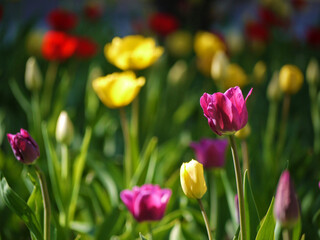 Colorful tulips bloom on a sunny spring day