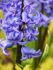 Blue hyacinth blooms on a sunny spring day
