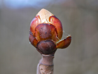 Close-up photo of a tree bud in spring