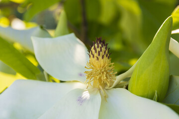 Obraz premium A close-up of a white magnolia flower and bud against a background of green foliage on a sunny summer day