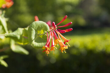 A close-up of a red honeysuckle flower against a blurred background of green foliage on a sunny summer day