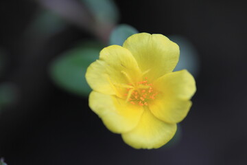 Yellow flower sunrose beautiful burry background