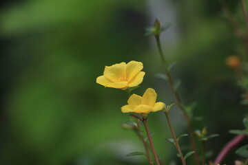 Yellow flower sunrose beautiful burry background