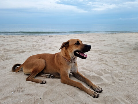 The dog is lying on the beach with clouds in the blue sky background