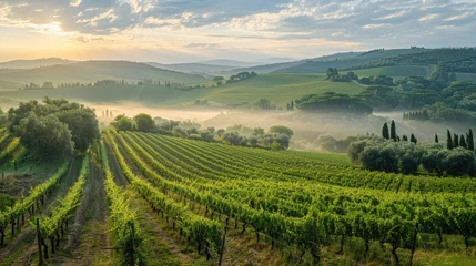 Fotobehang A serene sunrise over a lush Tuscan vineyard with rolling hills, rows of grapevines, and morning mist, perfect for travel and wine-related themes. © Jonas