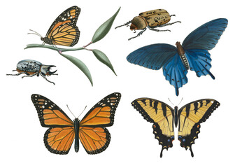 Old naturalist illustrations of butterflies and insects.