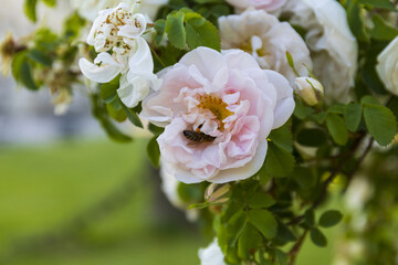 Obraz premium a bee on a white and pink rose flower in a park on a sunny summer day