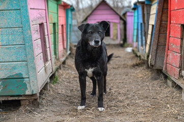 Dog in animal shelter outdoor. Cute puppies in a cage at an animal shelter