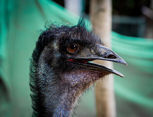 Closeup shot of an Emu bird with open beak.