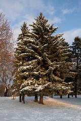 Spruce Trees In Winter Covered In Snow - 745863917
